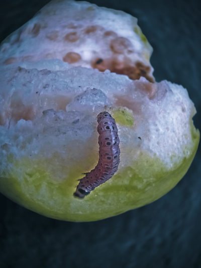 guava pest