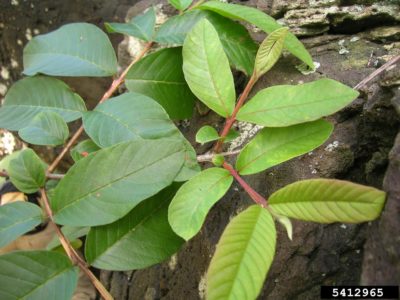 guava leaves