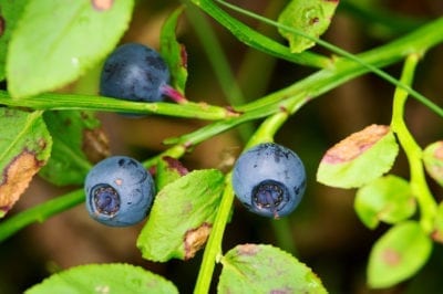 bilberry huckleberry
