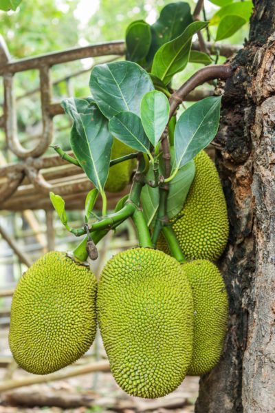 jackfruit