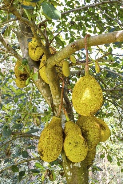 Jackfruit Trees