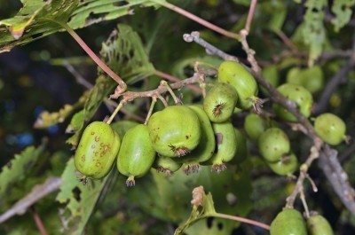 kiwi disease