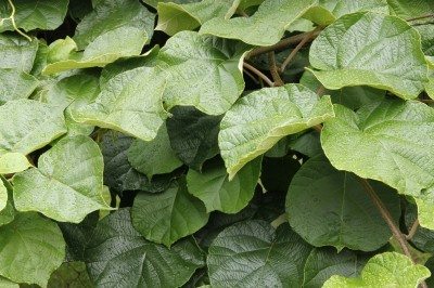 kiwi foliage