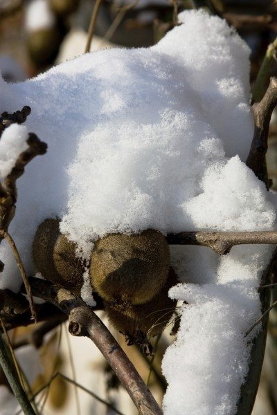 kiwi snow