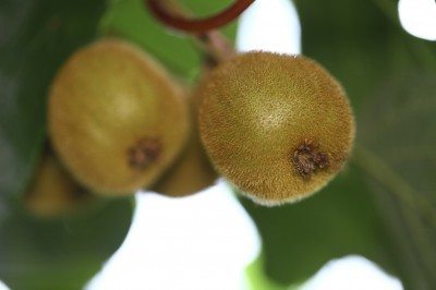 kiwi variety