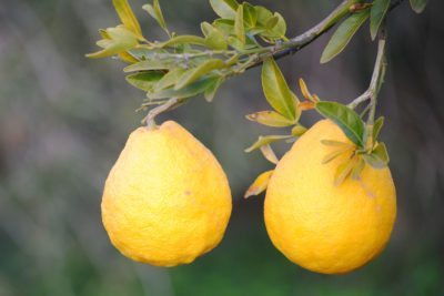 bush lemons