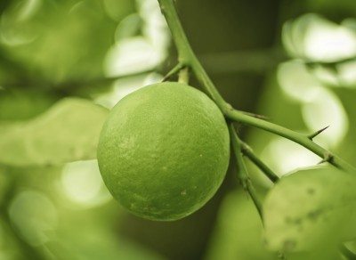 green lemon