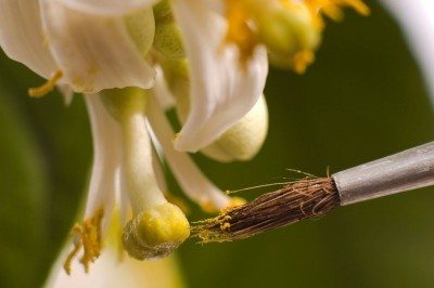 lemon hand pollination