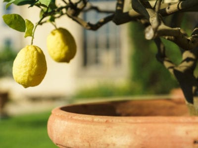 lemon tree