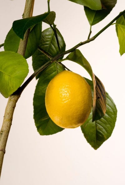 meyer lemon