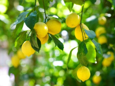ripe lemons on lemon tree