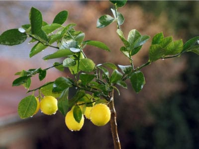 lemon tree