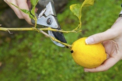 lemon pruning