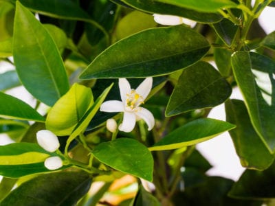 lemon flower blossoms