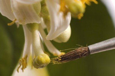 hand pollinate citrus