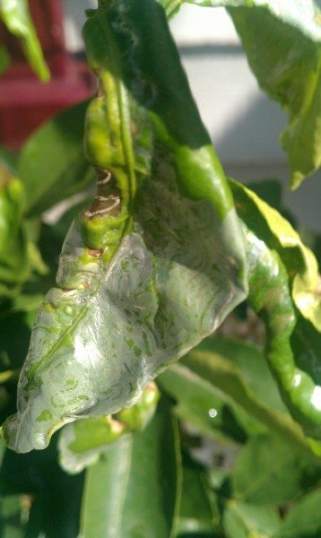 lime leaf miner