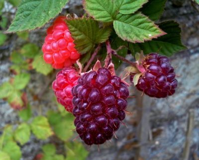 loganberries