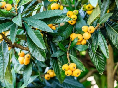 loquat