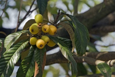 loquat fruit 1