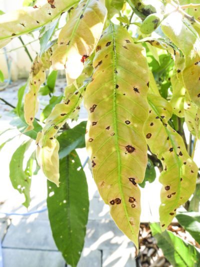 mango disease