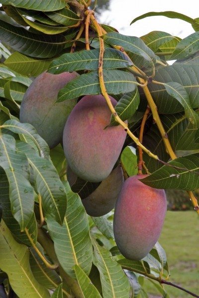 mango tree