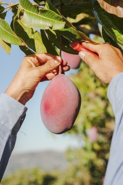 mango harvest