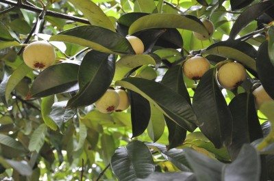 mangosteen tree