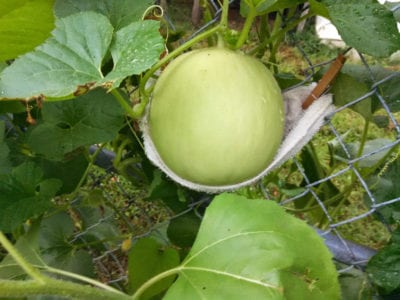 hanging melon