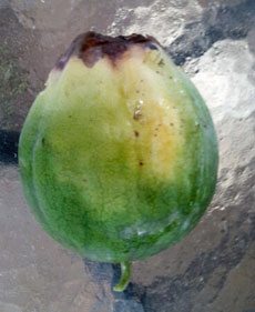 melon end rot