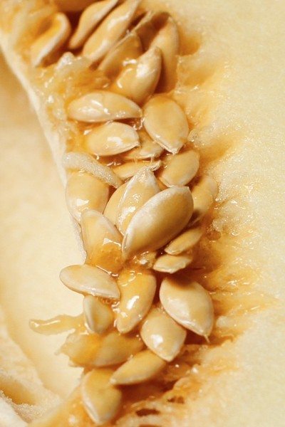 melon seeds