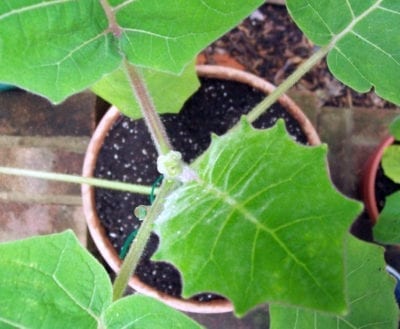 naranjilla cutting