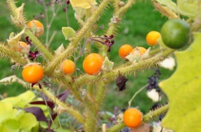 naranjilla plant
