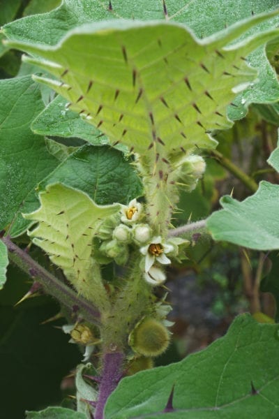 potted Naranjilla