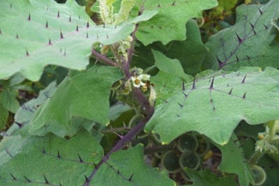 naranjilla laering