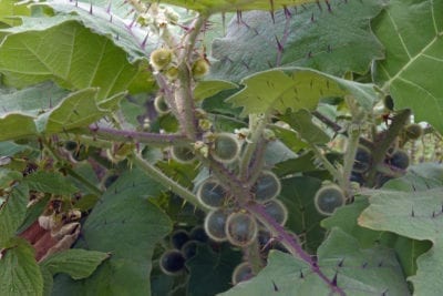 naranjilla propagation