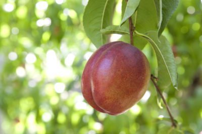 nectarine fruit