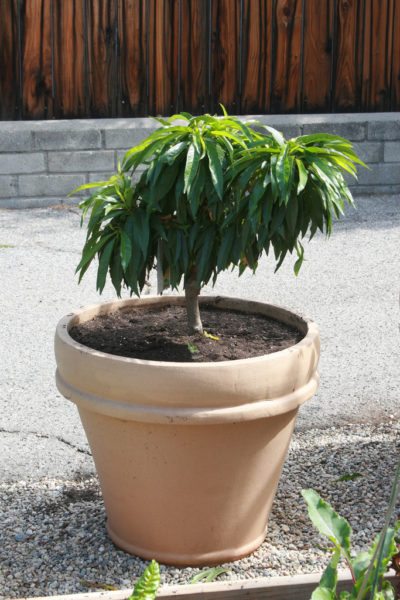 potted nectarine