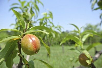 nectarine thinning