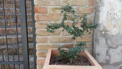 potted olive