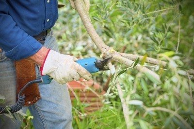 olive pruning
