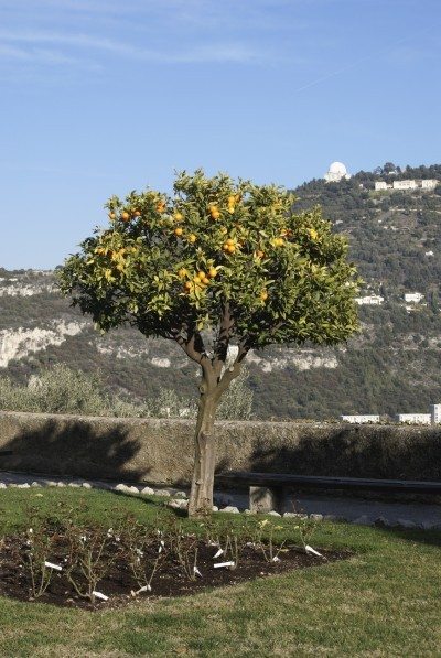 orange tree