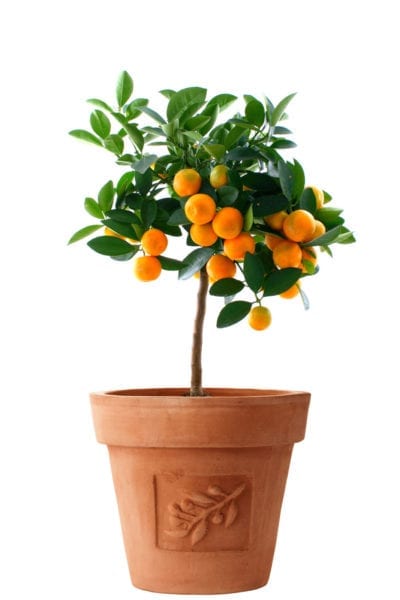 orange tree