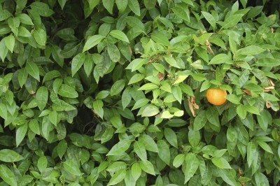 orange tree2