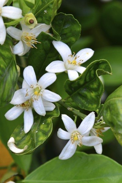 orange blossoms