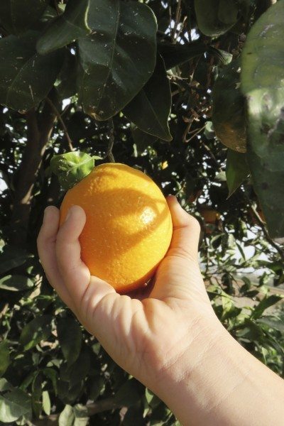 picking orange