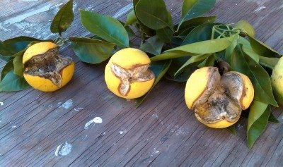 split oranges1