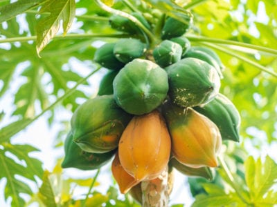 papaya
