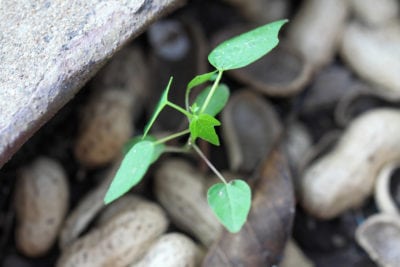 papaya seedling