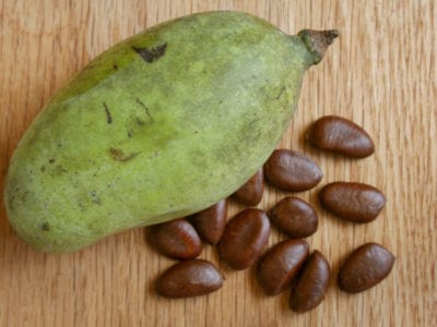 pawpaw seeds