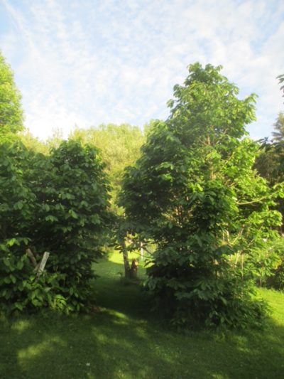 pawpawand deer image e1505754455133